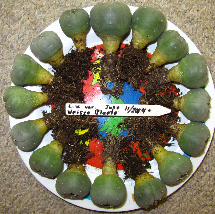 Lophophora Williamsii var. weisse Bluete seedlings